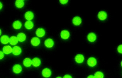 Green Fluorescent Particles